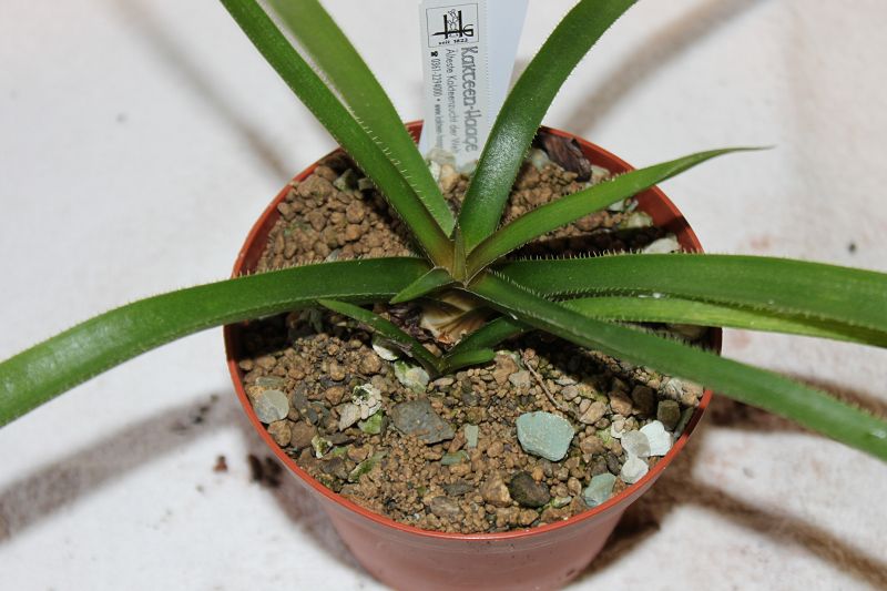 Aloe fimbrialis