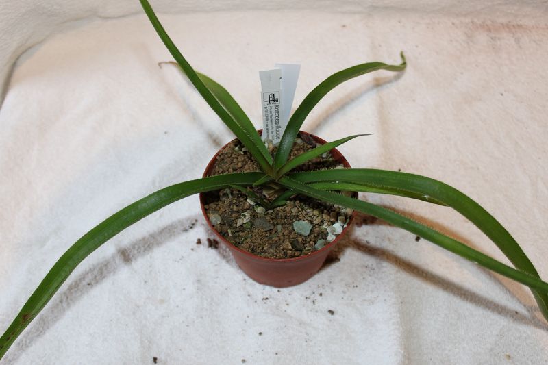 Aloe fimbrialis