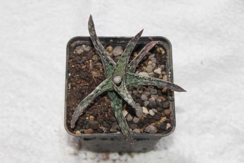 Aloe fragilis