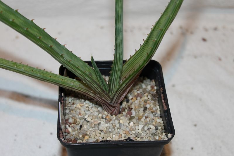 Aloe pirottae