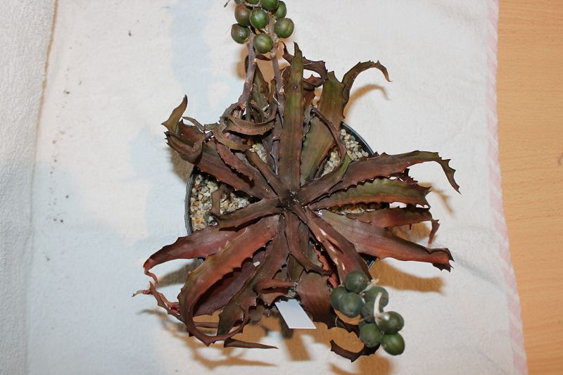 Aloe prostrata