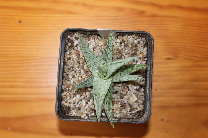 Aloe rauhii snowflake
