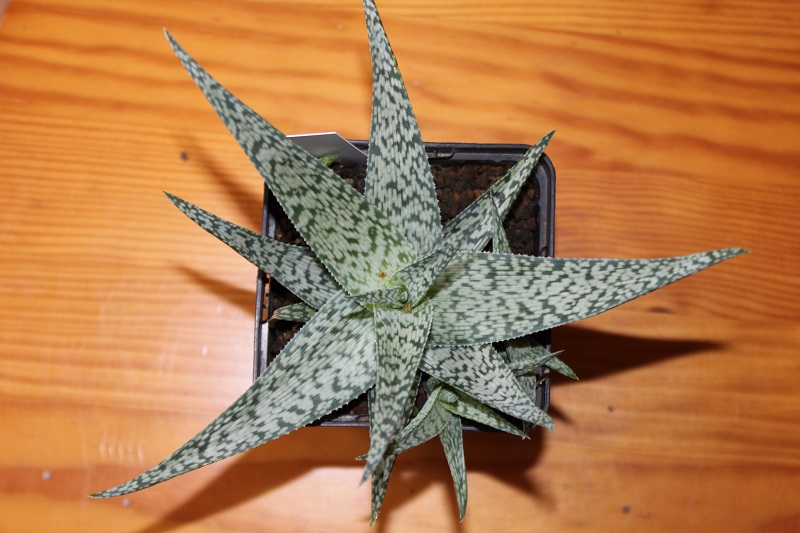 Aloe rauhii snowflake
