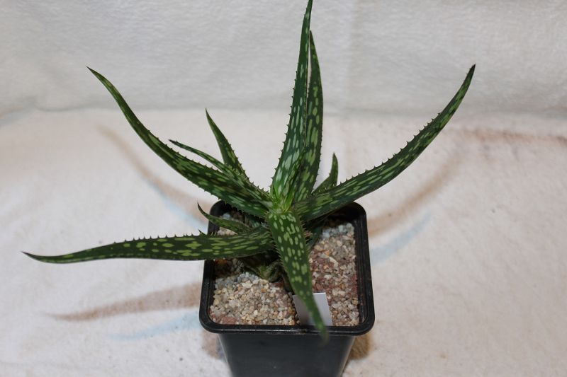 Aloe suffulta