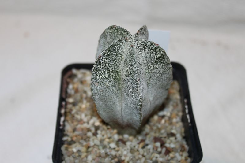 Astrophytum myriostigma subsp. tulense