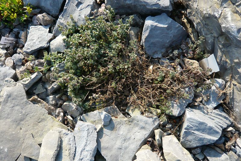 Chaenorhinum origanifolium subsp. origanifolium