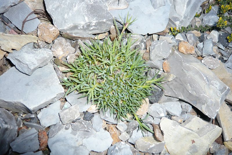 Dianthus haematocalyx subsp. ventricosus