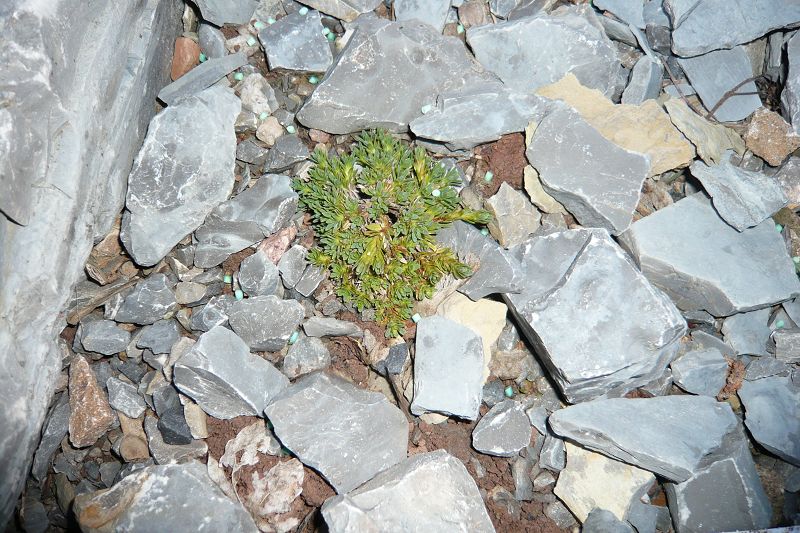 Dianthus kajmaktzalanicus'