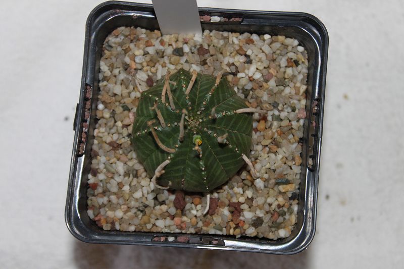 Euphorbia meloformis subsp. meloformis