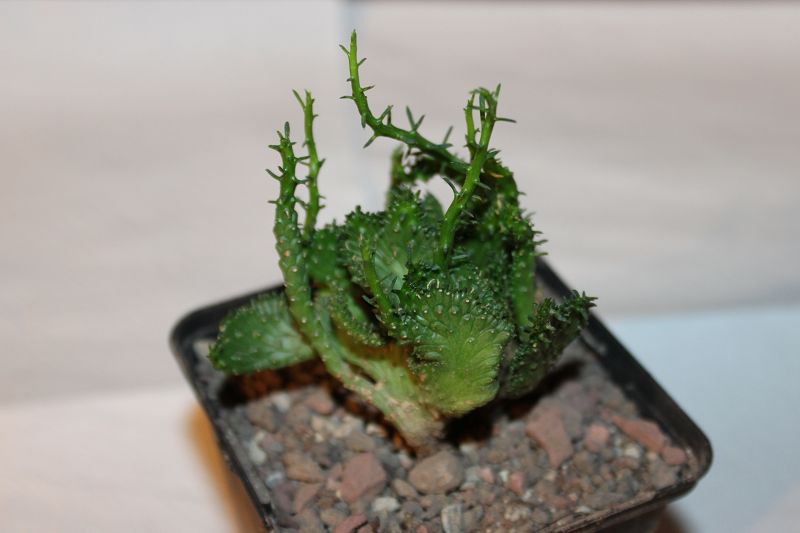 Euphorbia procumbens cristata