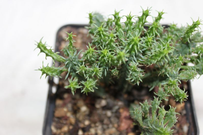 Euphorbia submammillaris var. pfersdorfii