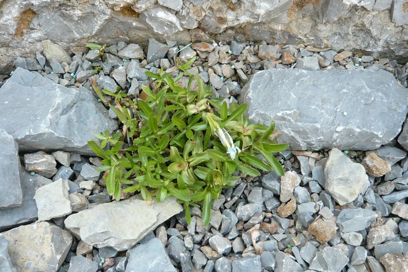 Gentiana angustifolia 'Lichtblau'