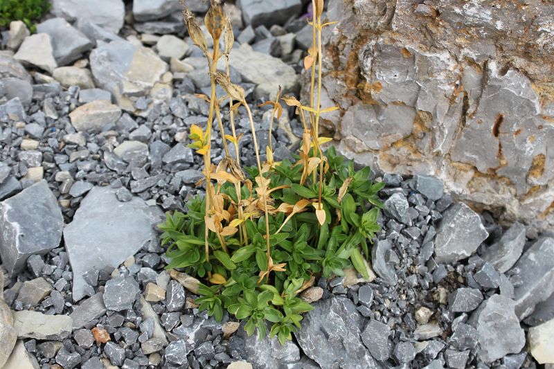 Gentiana verna subsp angulosa