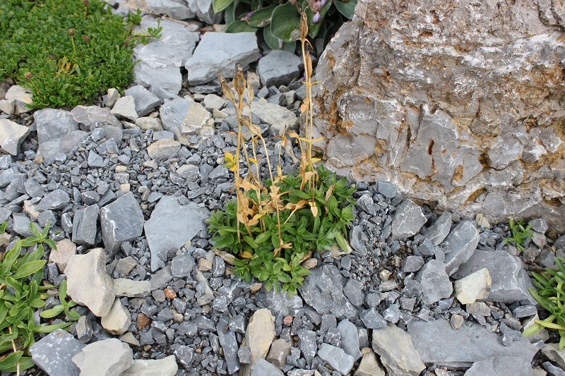 Gentiana verna subsp. angulosa