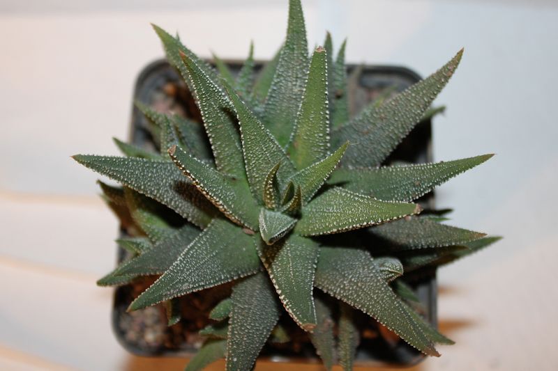 Haworthia fasciata cv. Concolor 