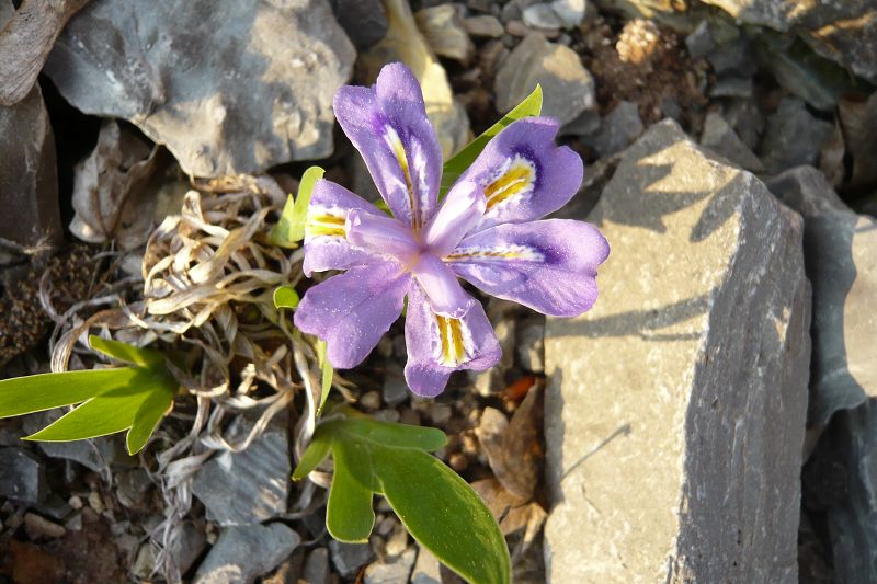 Iris lacustris