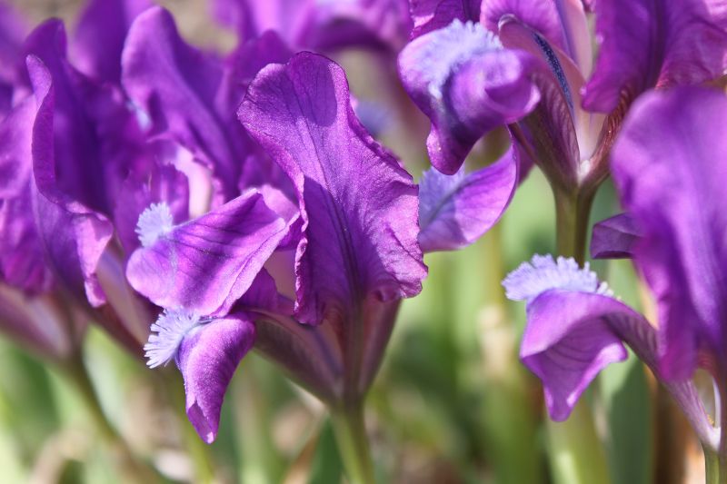 Iris pumila subsp. pumila