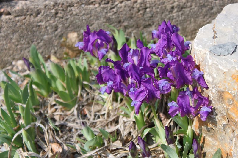 Iris pumila subsp. pumila