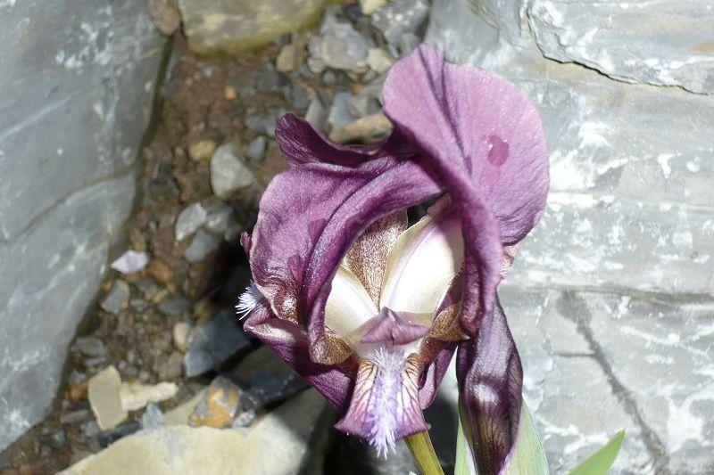 Iris reichenbachii 'Balkana Typ'