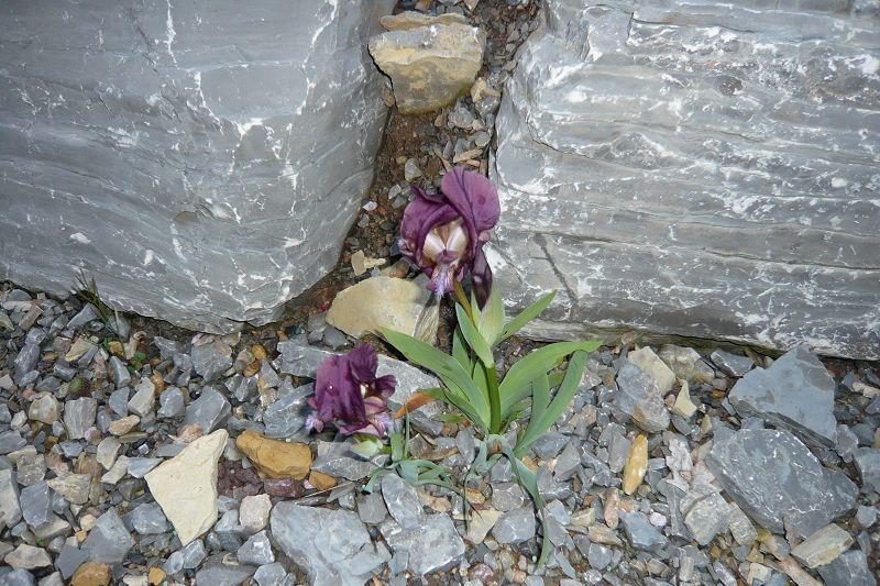 Iris reichenbachii 'Balkana Typ'