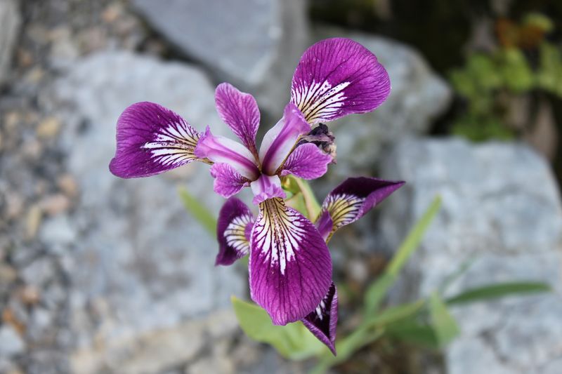  Iris versicolor 'Kermesina'