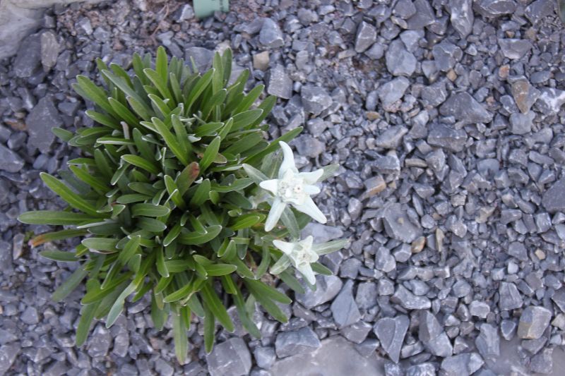 Leontopodium nivale subsp. alpinum 'Mont Blanc'