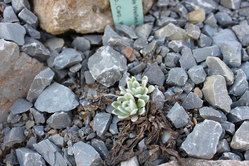 Leontopodium nivale subsp. nivale