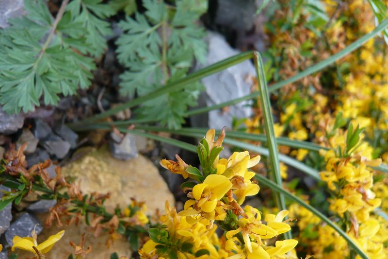 Narcissus bulbocodium subsp.bulbocodium var.bulbocodium