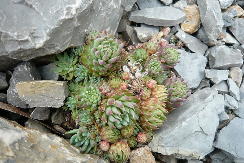 Orostachys spinosa ex Mongolei