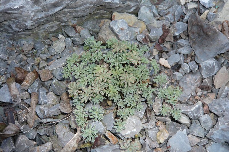 Oxalis enneaphylla 'Ione Hecker'