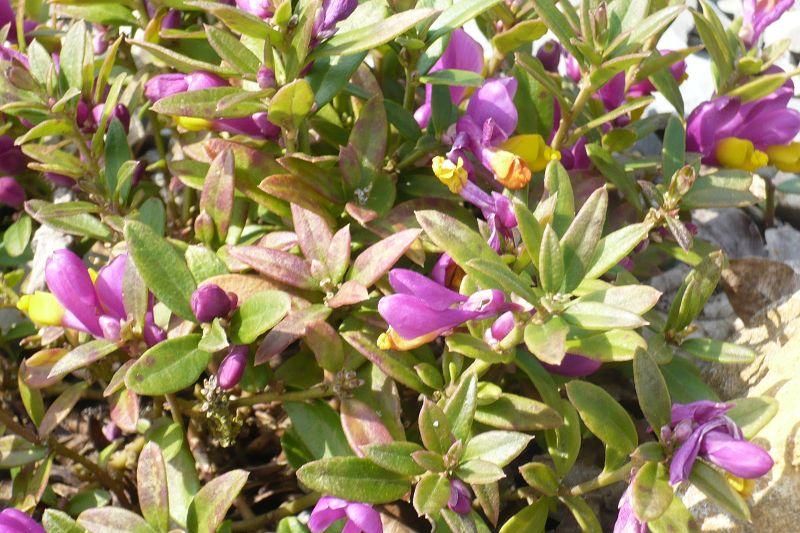Polygala chamaebuxus var grandiflora