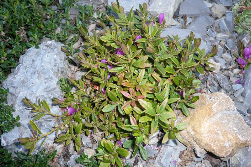 Polygala chamaebuxus var grandiflora