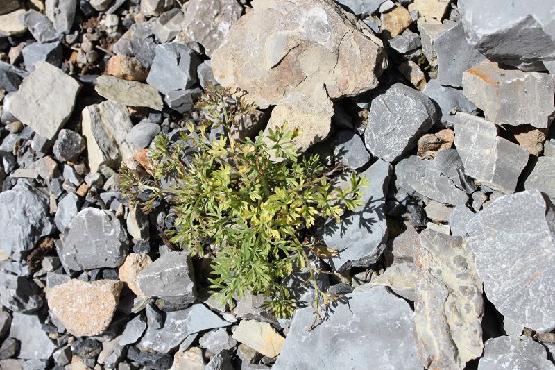 Pulsatilla albana subsp. violacea
