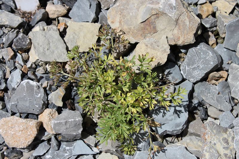 Pulsatilla albana subsp. violacea