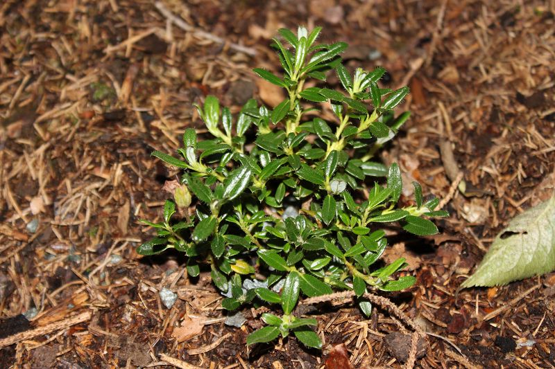 Rhododendron calostrotum ssp. keleticum von 2014 Gärtnerei Stopp