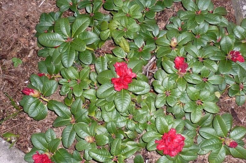 Rhododendron forrestii von 2012