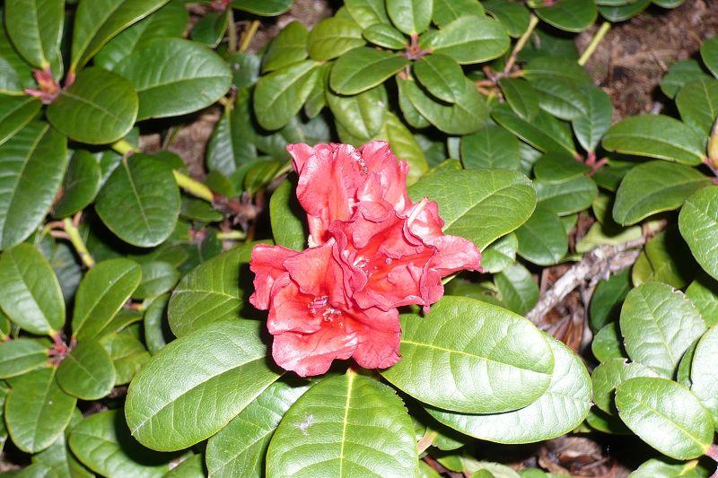 Rhododendron forrestii von 2012