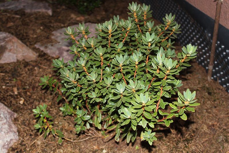 Rhododendron impeditum 'Ramapo' von 2014