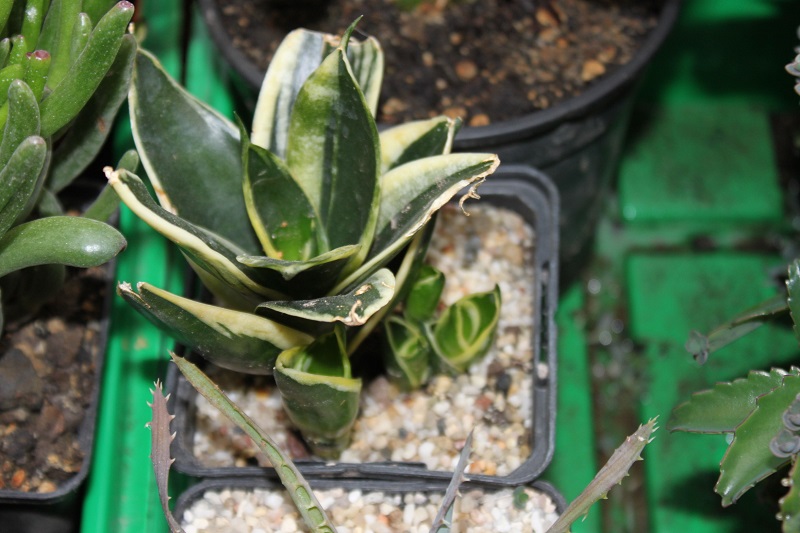 Sansevieria trifasciata hahnii jade marginata