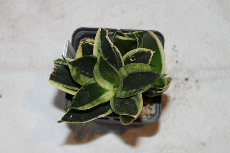 Sansevieria trifasciata hahnii jade marginata