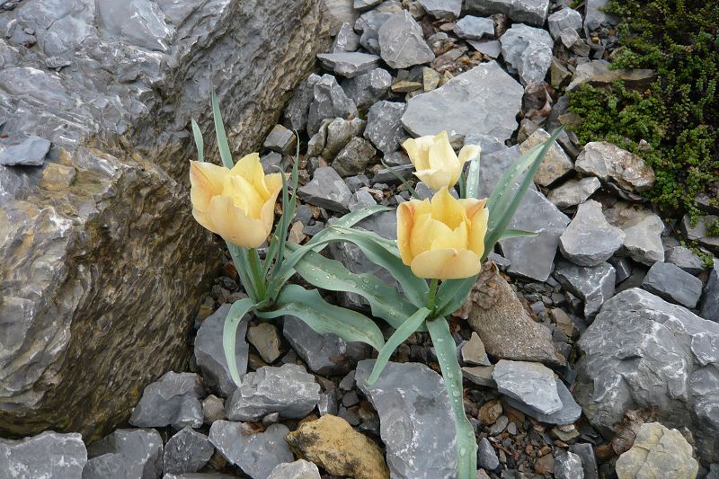 Tulipa linifolia 'Batalinii'