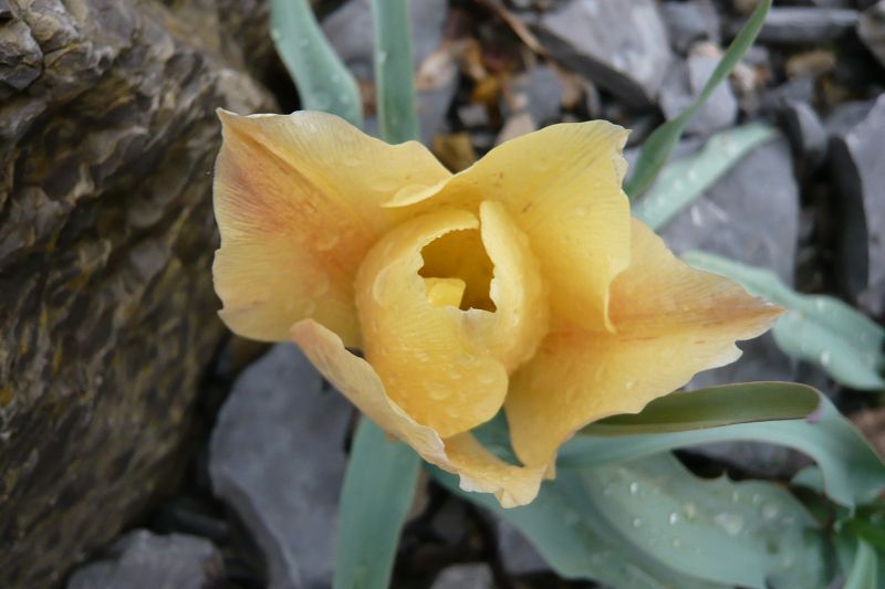 Tulipa linifolia 'Batalinii'