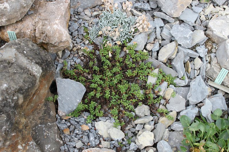 Veronica oltensis