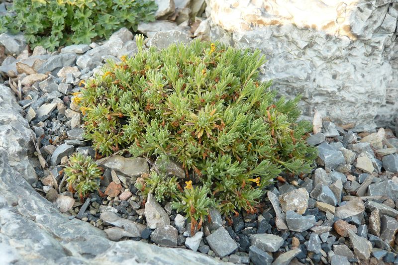 Vitaliana primuliflora subsp praetutiana