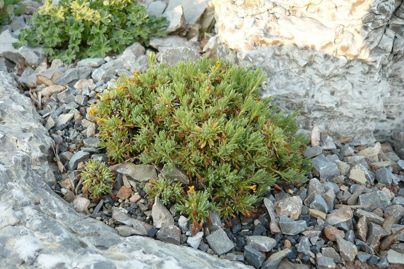 Vitaliana primuliflora subsp praetutiana